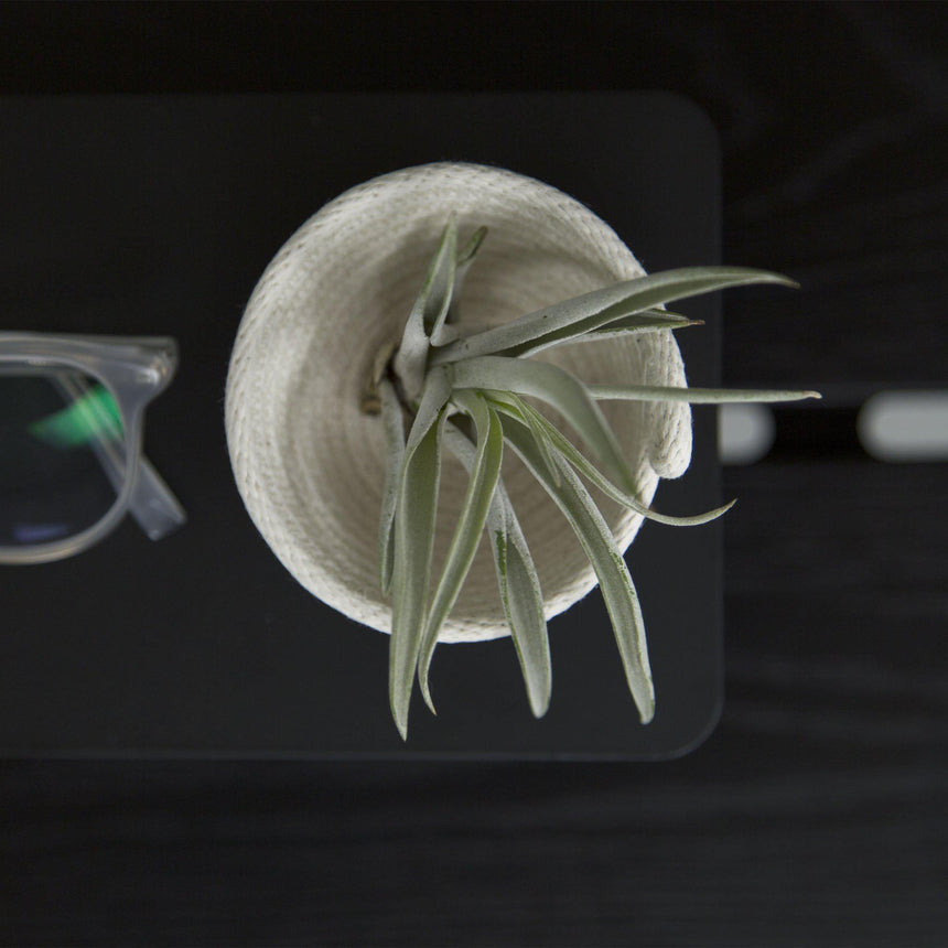 ARTIFOX Small Stand - Black Oak 